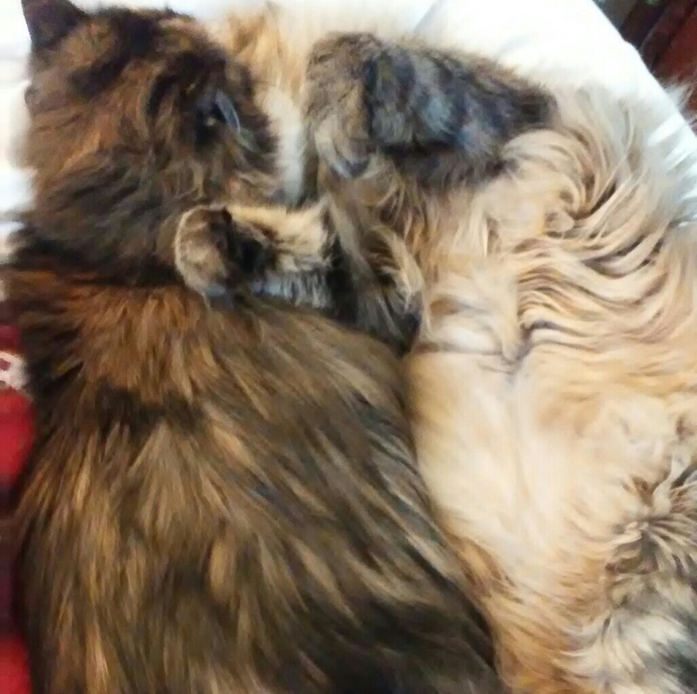 PURRRE LOVE....... - Picture 7 of 8